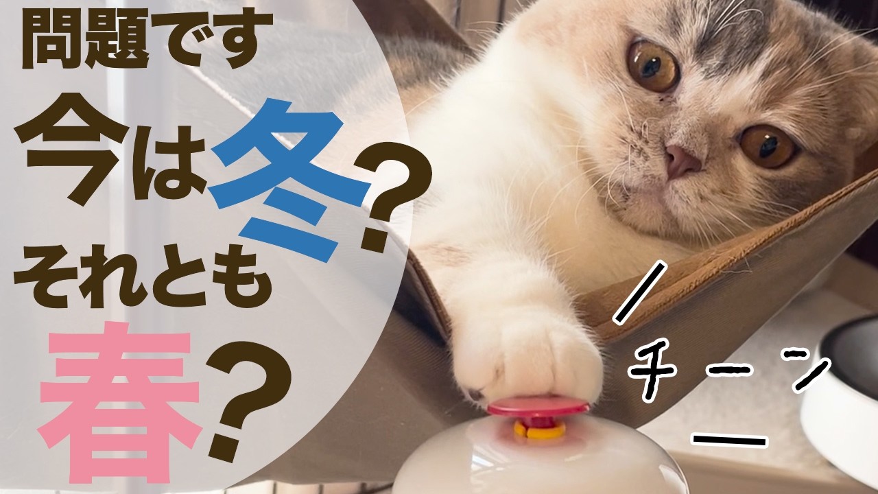 【三毛猫マンチカンのチー】問題です！今は冬？それとも春？