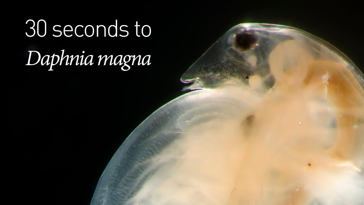 30 Seconds To Daphnia Magna Youtube