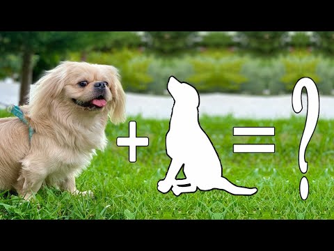 Video: Typer af pekingese