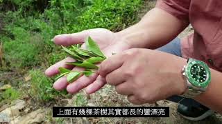 105k大禹嶺現場直擊【跟著蘇哥來賣茶】 