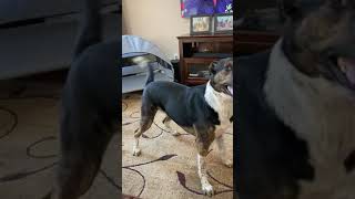 Pedro Goes Crazy Playing With Princess Dolly