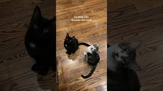 Acting like they don’t get fed 3 times a day with 2 treats  #cutecat #shorts #catvideos @grodrii