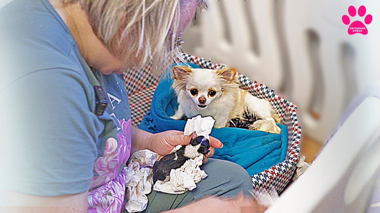 Щенок родился и не дышит... Вот чем закончились роды у чихуахуа Пенки!