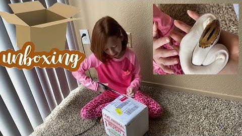 BALL PYTHON UNBOXING MY FIRST SNAKE!