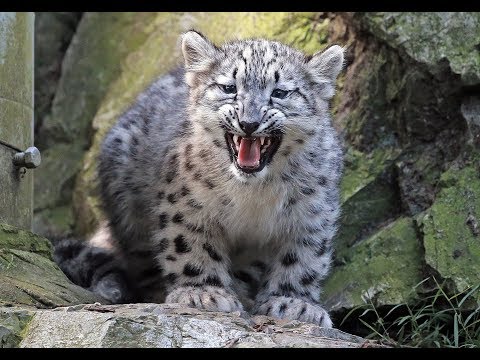 Snow Leopard Cubs