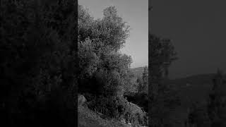 Kıraç - Dağların Kadını (Ikincielmüzik Uyarlama)