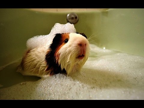 animals-who-love-bath-time