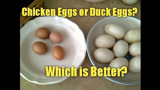 Chicken Eggs or Duck Eggs? Which is Better?