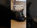 後輩に追いかけられて逃げる時が、唯一の運動なのです...🫣💦#保護猫 #飛騨高山#猫のいる暮らし #shorts