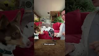 Muzzle Training Session 2