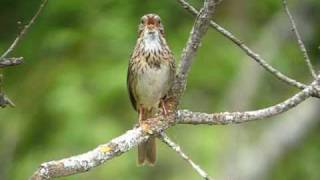 Lincoln's Sparrow
