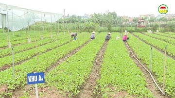 Tăng cường quản lý nông sản Vietgap