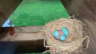 ROBIN JOURNEY June 19 - 1st hatchling emerged!