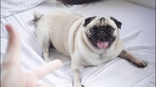 Pug Coffin dance