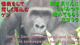 Gorilla Gentaro clings to his zookeeper because he is saddened by a painful injury to his hand.