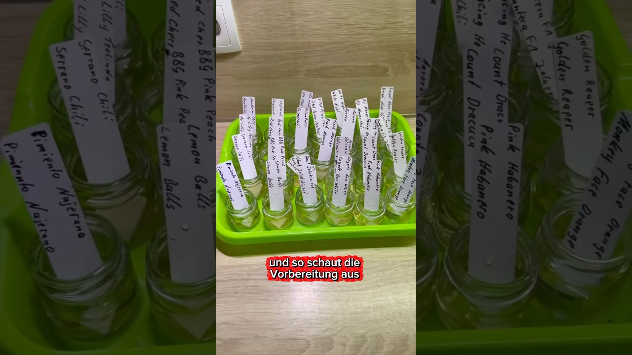 Saatgut vorbereiten mit Kamillentee für die perfekte Aussaat. #tipps # info #gardening #empfehlung