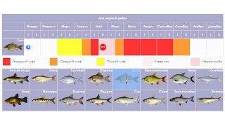 видео Рыболовный календарь