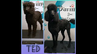 Standard Poodle  Ted's Dog Grooming TransFurMation (part 2)