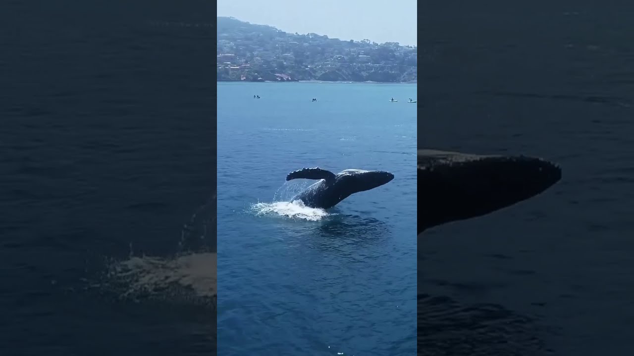 Look At This Amazing Whale Shorts Share Ocean