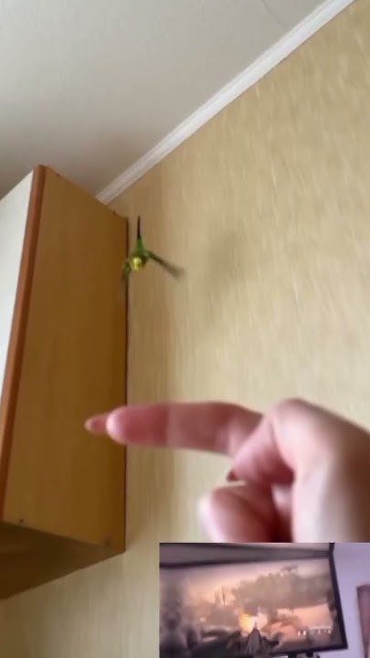 папуг, жив. #мем #мемес #mem #memes #meme #shorts - YouTube