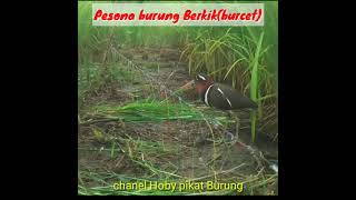 Burung Burcetberkik Yg Bagusjeratracikgantung shorts