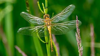 Стрекоза желтая. Sympetrum flaveolum. Насекомые Беларуси.