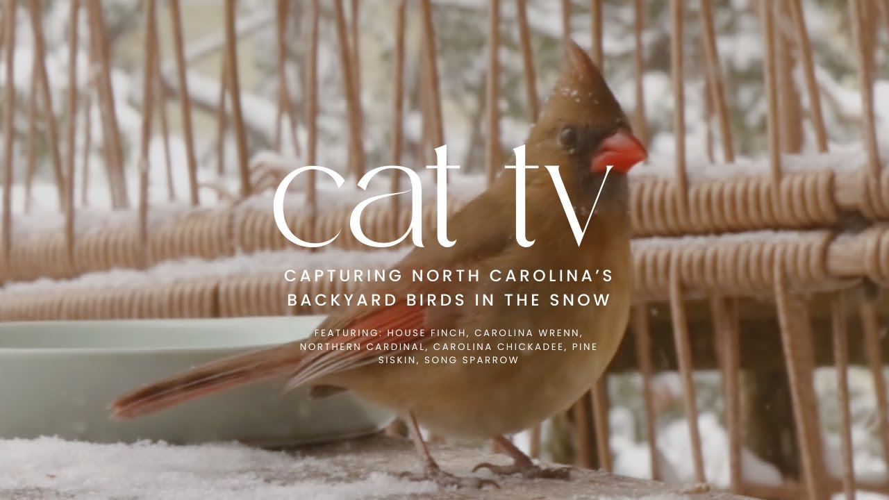 Backyard Birds in the Snow | Winter Cat TV for Cats to Watch 4K