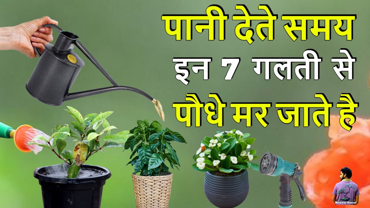 पौधों में पानी देते समय भूल कर भी ये 7 गलती ना करे। 7 Mistakes During Watering Plants