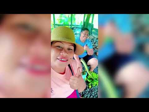 Salani le tinā peleina (Written By Mareko Faalua Ierome) Original | Audio 2026