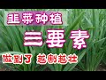 韭菜种植，如何让韭菜越割越壮，只需要做到这三点 （韭菜盒子的制作）how to grow chives