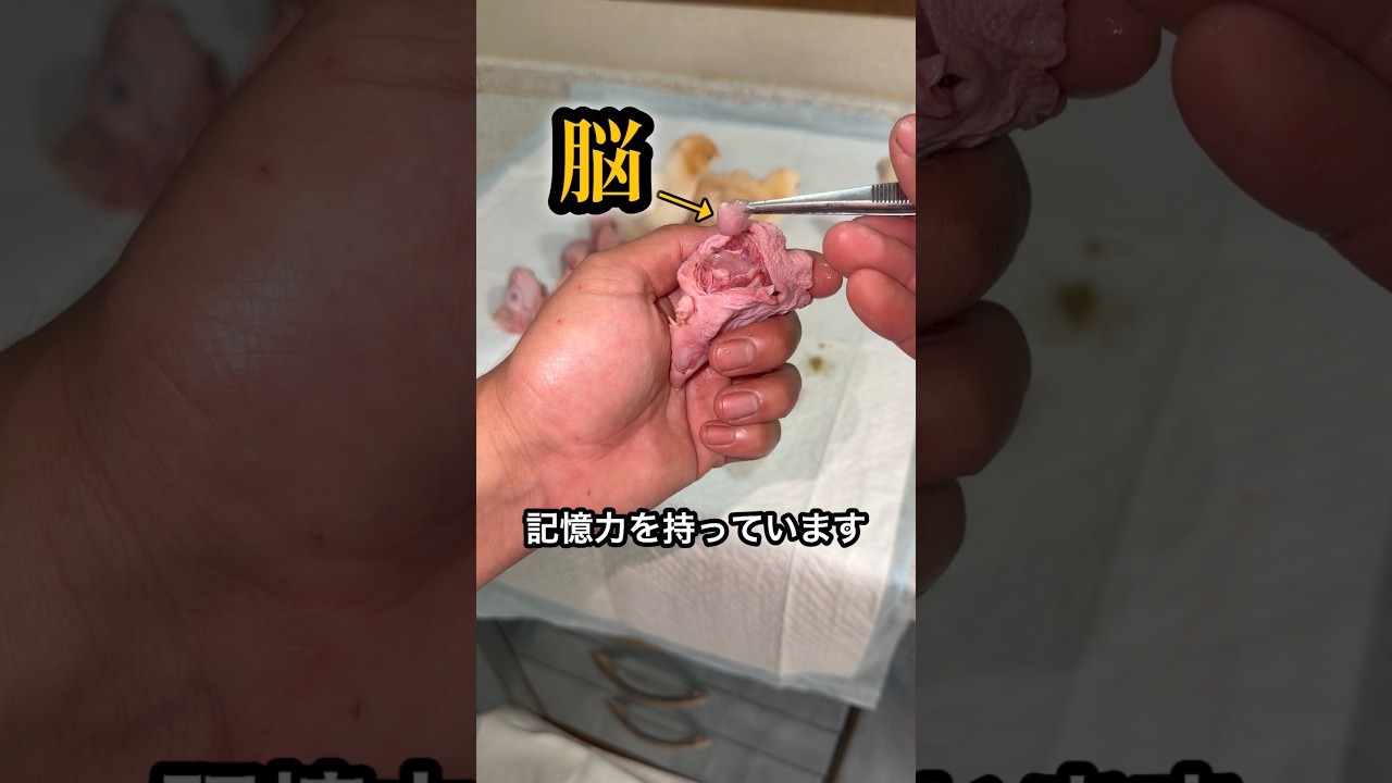 鳥頭(鶏頭)を丸ごと食べてみる