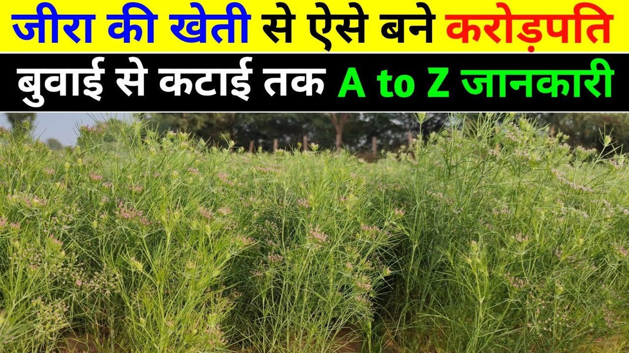 जीरा की खेती से ऐसे बने करोड़पति 💰😱 | Cumin farming a to z jankari