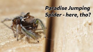 Paradise Jumping Spider - possibly a special find!