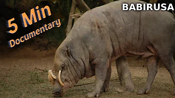Babirusa - 5 Minute Documentary