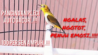 masteran & terapi burung pleci agar rajin ngalas & gacor ngotot | cocok untuk pleci bahan & gacoran