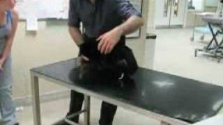 Oscar the bionic cat.flv