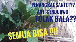 Manfaat Sente Hitam ( Senthe Ireng)