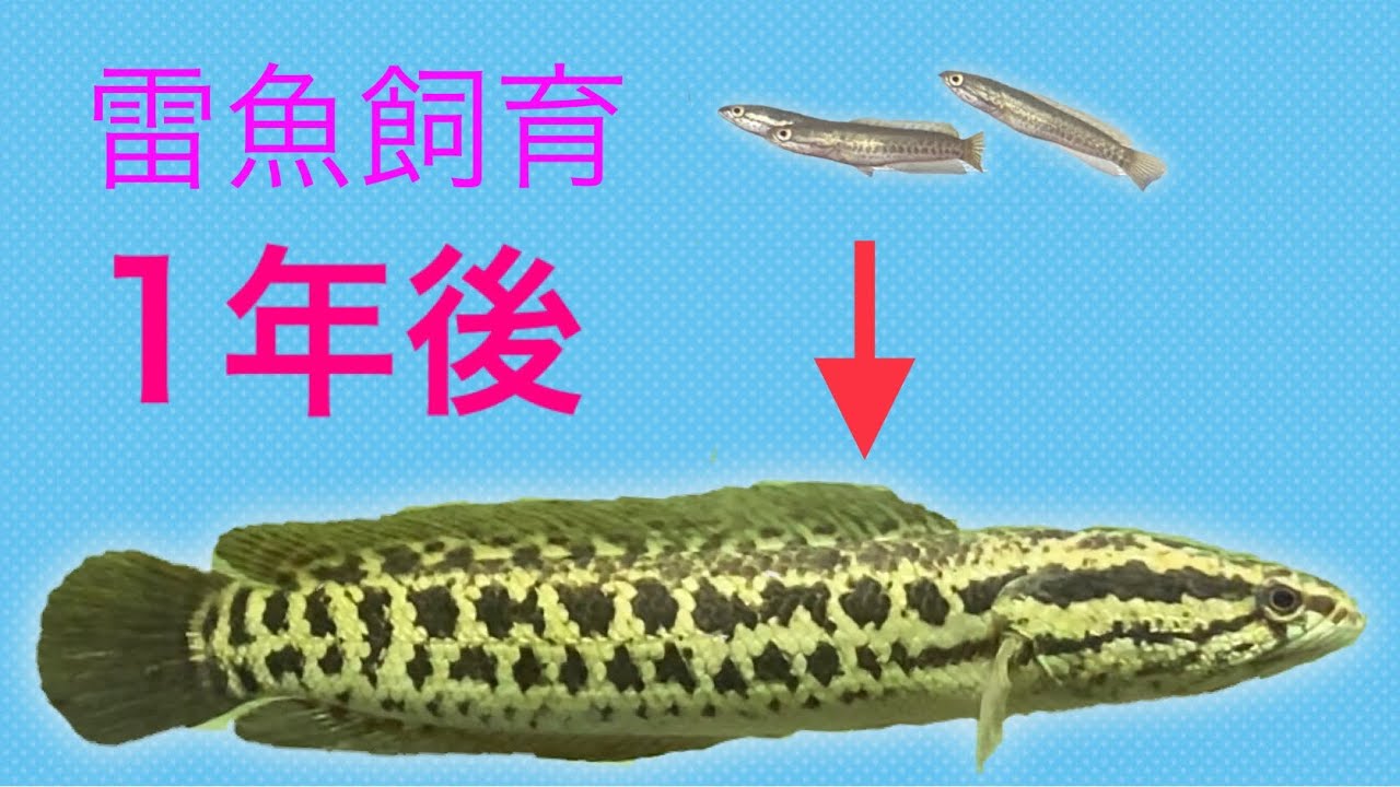 雷魚のベビーを飼育し始めて1年が経ちました！（成長記録）