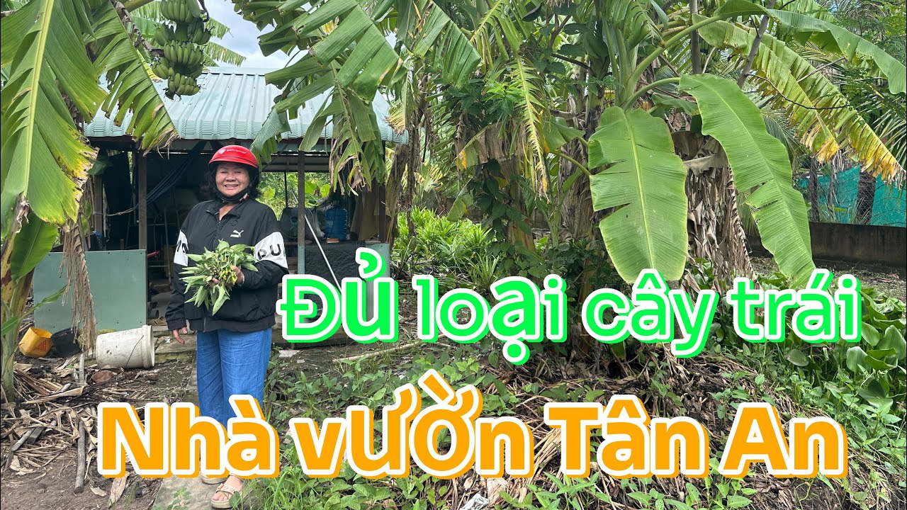 Nhà vườn hơn 3.000 m2 tại p5  Tp Tân An ( cũ) của ông lão về hưu đầu tư hơn 4 năm 