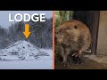 Huckleberry the Beaver Gets a Tree!