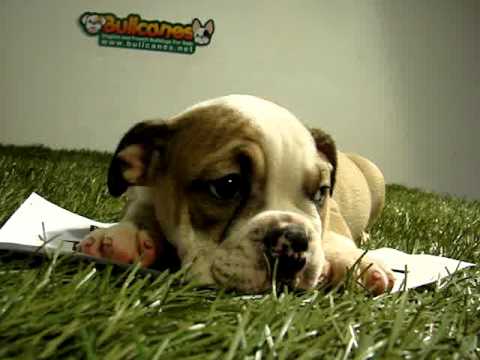 English bulldog For Sale - Marrow - http://www.bullcanes.net - ceo@bullcanes.net puppy paradise
