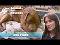 Navigating the aftermath of canine confrontation  full episode  spca rescue