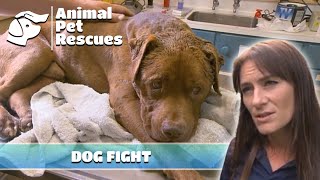 Navigating the Aftermath of Canine Confrontation | Full Episode | SPCA Rescue