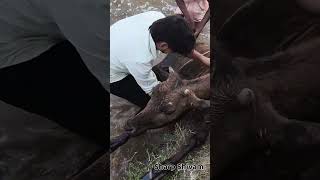 Animal lovers 😍 #cow #shorts #love #sharpshivam