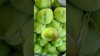 (Cocos Nucifera) Coconut 🥥 from Palm tree family #shorts #trending 🙏👍share& subscribe 🤗