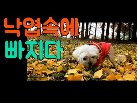 [말티즈] 453탄. 낙엽속에 빠진 말티즈들