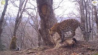 Новые котята леопарда попали на видео «вместе» с тиграми и медведями