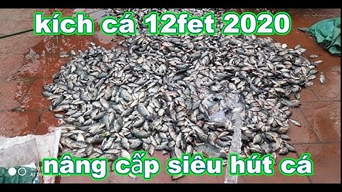 Vớt Cá Không Kịp Với Kích Cá 12Fet Bản Cải Tiến 2020 \ 0943236639