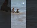 Rescued sea lion pups released