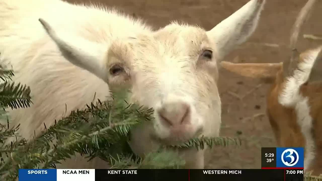 VIDEO Christmas trees for goats YouTube